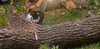 How Our Tree Care Process Works  in  Watertown, WI