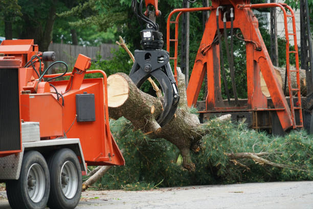 Watertown, WI Tree Removal Company